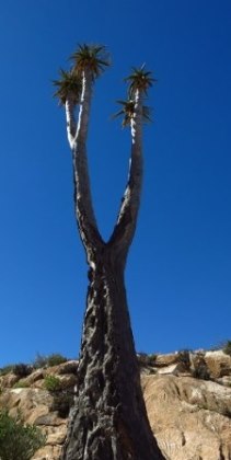 Aloidendron pillansii